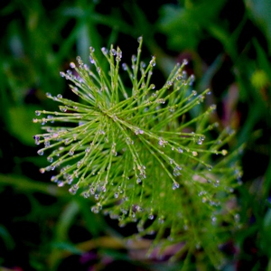 Gros plan d'une prêle de champs recouverte de rosée - Belgique  - collection de photos clin d'oeil, catégorie plantes